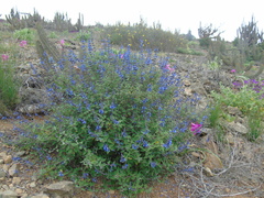 Salvia cuspidata