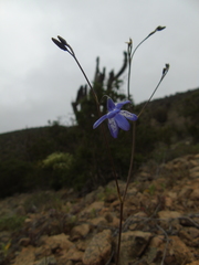 Conanthera campanulata