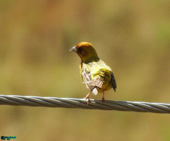 Emberiza bruniceps