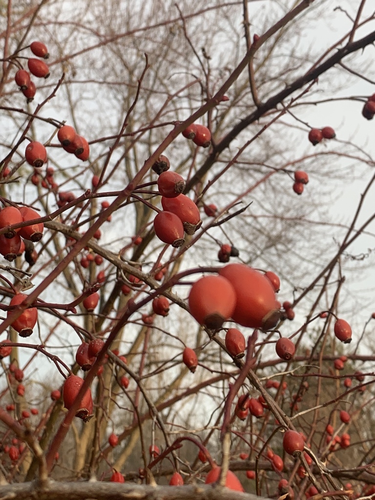 Rosa canina