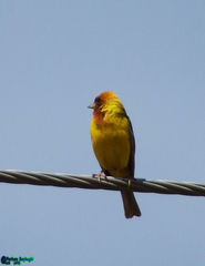 Emberiza bruniceps
