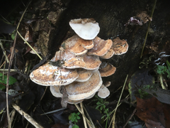 Bjerkandera fumosa
