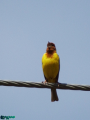 Emberiza bruniceps