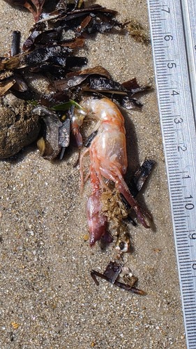 Alpheus parasocialis observed 2025-10-24
