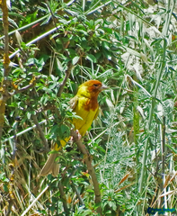 Emberiza bruniceps