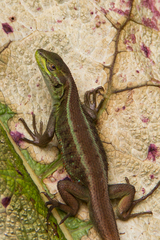 Liolaemus cyanogaster