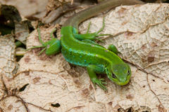 Liolaemus cyanogaster