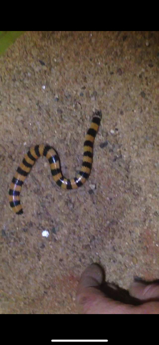 Southern Desert Banded Snake sighting