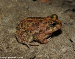 Sphaerotheca rolandae