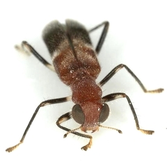 Phyllobaenus corticinus