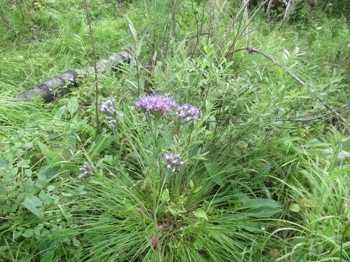 Saussurea parviflora, photograph 6