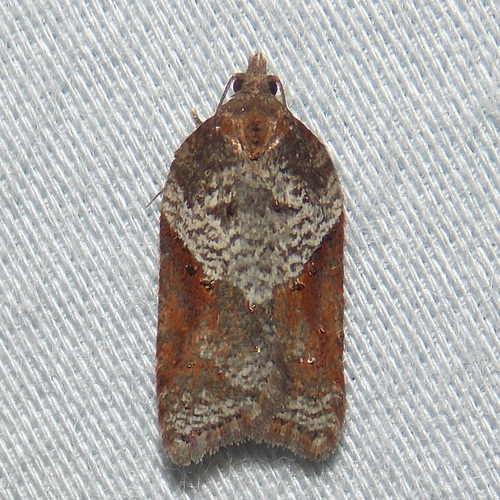Acleris celiana photo 2