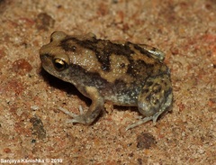 Uperodon systoma
