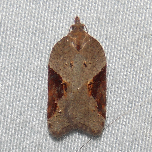 MacDunnough's Acleris photo 3