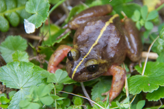 Eupsophus emiliopugini