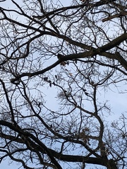 Sturnus vulgaris