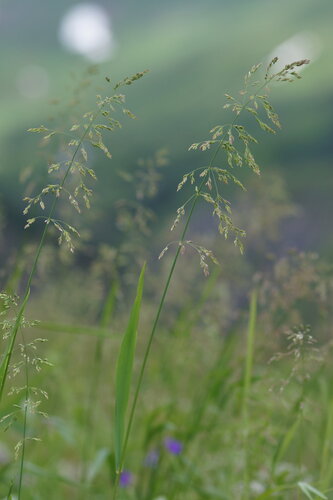 Poa hybrida, 2019-07-13