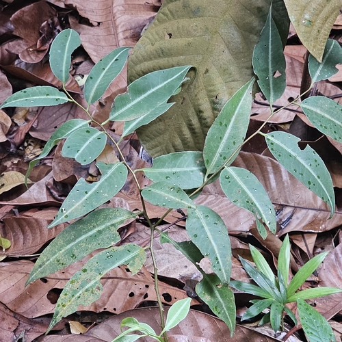 Embelia ribes observed 2025-09-13