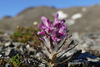 Arctic Hairy Lousewort - Photo (c) GRID Arendal, some rights reserved (CC BY-NC-SA)