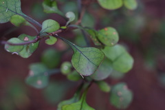 Coprosma spathulata