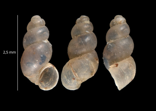 Avenionia