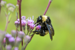 Bombus pensylvanicus image