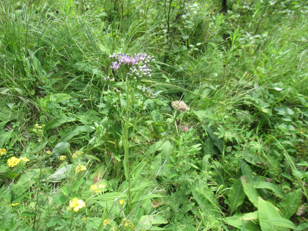 Saussurea parviflora; photograph author not stated, no rights reserved