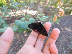 Dysschema leucophaea