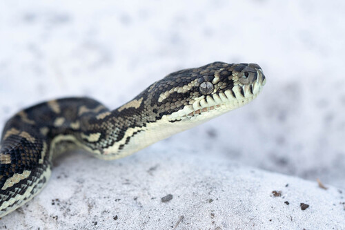 Coastal Carpet Python sighting