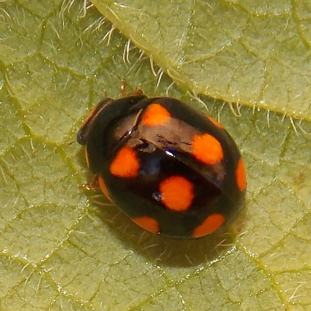 Orange-spotted Lady Beetle