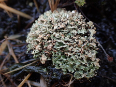 Cladonia strepsilis