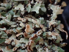 Cladonia strepsilis