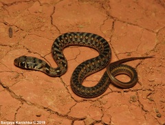 Buff Striped Keelback photo 5