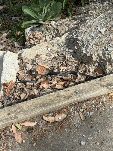 Red-bellied Black Snake sighting