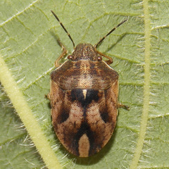 Homaemus aeneifrons