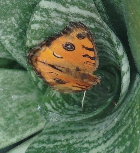 Peacock Pansy