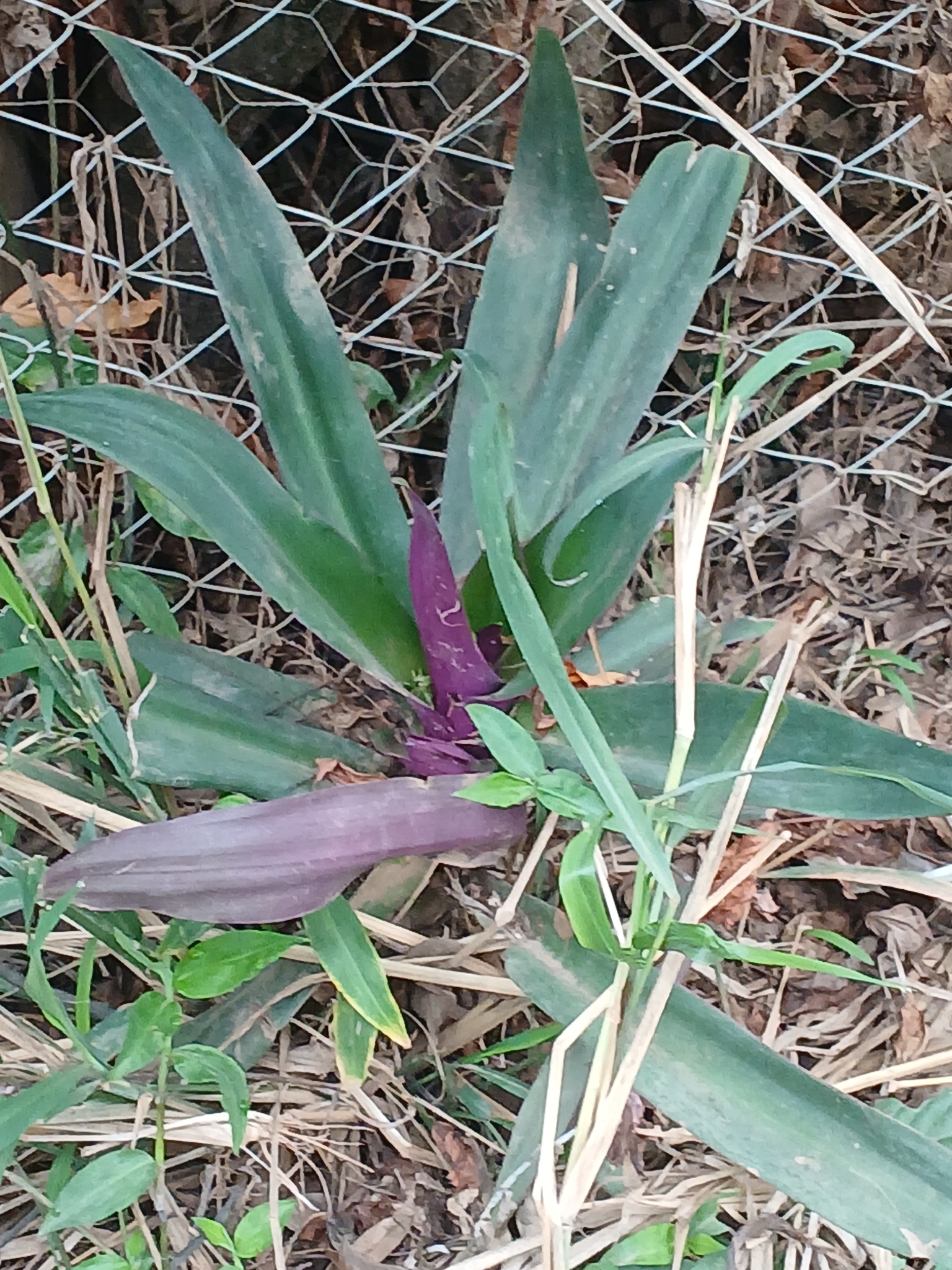 Tradescantia spathacea