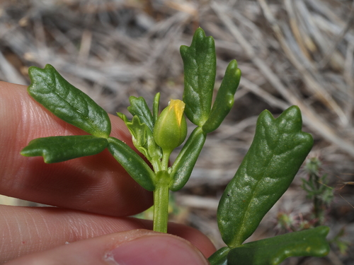 Notched Twinleaf (Roepera crenata)
