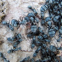 Camponotus micans