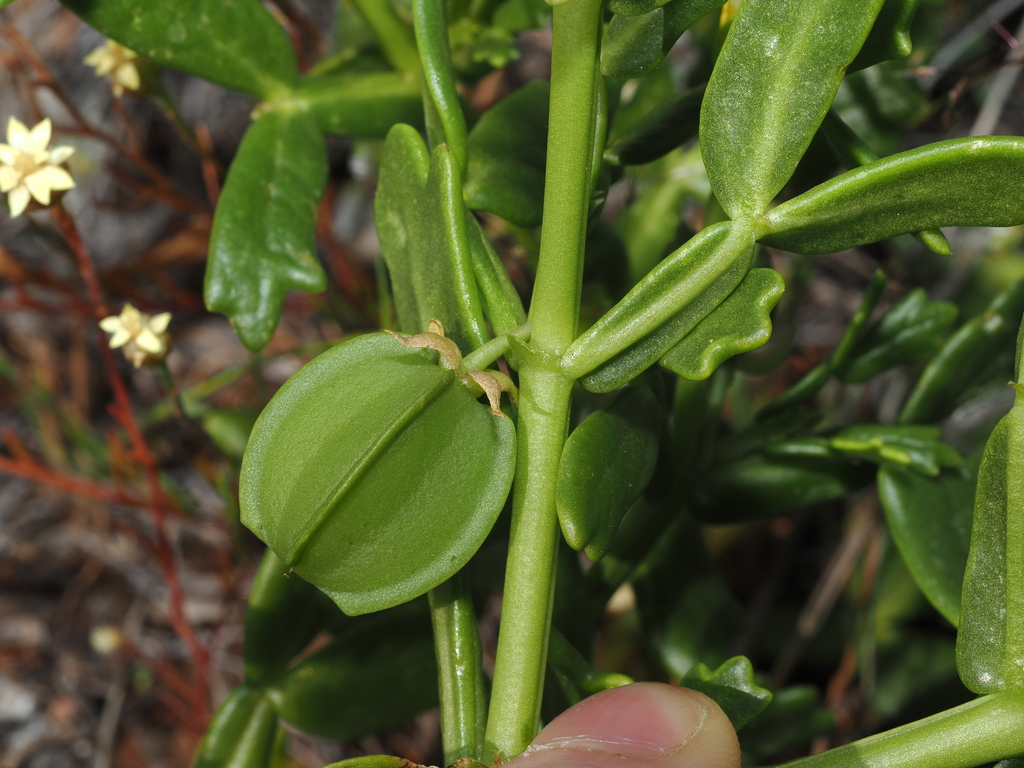 Notched Twinleaf