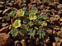 Argylia tomentosa