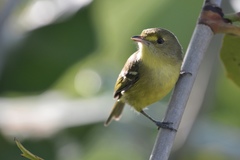 Vireo pallens