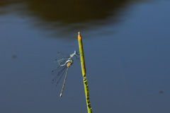 Lestes forficula