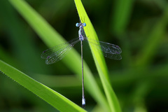Lestes forficula
