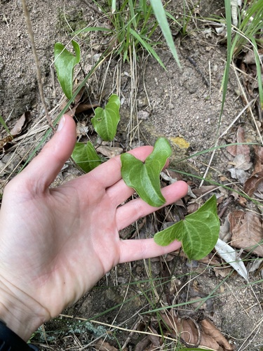 Dioscorea cotinifolia (Dioscorea cotinifolia)