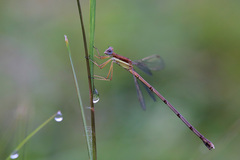 Lestes ochraceus