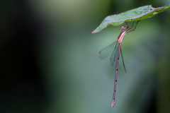 Lestes ochraceus