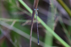 Lestes ochraceus