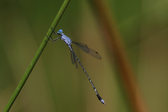 Lestes praemorsus