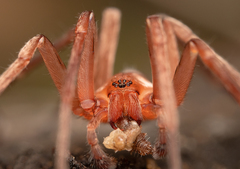 Socalchemmis kastoni